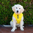 Canada Pooch pláštěnka Grow-With-Me S žlutá - Letní tipy