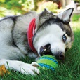 KONG Squeezz Goomz Ball XL - Hračky pro psy