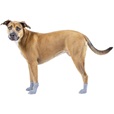 Ponožky sada Canada Pooch L šedé - Letní tipy
