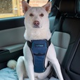 Company of Animals CarSafe Crash Tested postroj modrý XS - Letní tipy