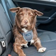 Company of Animals CarSafe Essentials postroj černý S - Letní tipy