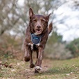 Company of Animals CarSafe Essentials postroj černý S - Letní tipy