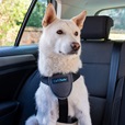 Company of Animals CarSafe Essentials postroj černý M - Letní tipy