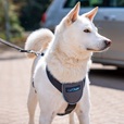 Company of Animals CarSafe Essentials postroj černý M - Letní tipy