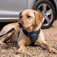 Company of Animals CarSafe Essentials postroj černý L - Cestování, přeprava psa