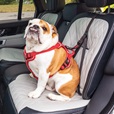 Bezpečnostní pás pro psa Ultimate Isofix KONG - Letní tipy