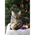 Rosewood Cupid & Comet Classic Cheese Trio - Hračky pro kočky, catnip