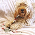Rosewood Cupid & Comet Rawhide Free Gift Bag 280 g - Pamlsky pro psy