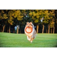 PitchDog Ring oranžový 30 cm - Hračky pro psy