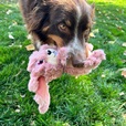 KONG Scrumplez Bunny M - Hračky pro psy