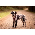 Non-stop dogwear Ramble postroj XL fialový - Postroje a příslušenství