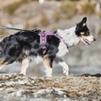 Non-stop dogwear Ramble postroj XL fialový - Postroje a příslušenství