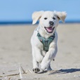Non-stop dogwear Ramble postroj L zelený - Postroje a příslušenství