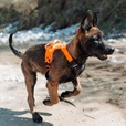 Non-stop dogwear Ramble postroj M oranžový - Postroje a příslušenství