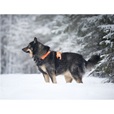 Non-stop dogwear Ramble postroj L oranžový - Postroje a příslušenství