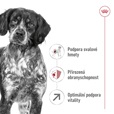 Royal Canin Medium Adult 7+ 4 kg - Granule pro psy