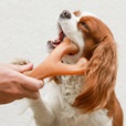 Benebone Wishbone Bacon M - Akční nabídka