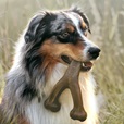Benebone Wishbone Bacon L - Akční nabídka