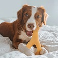 Benebone Wishbone Peanut Butter L - Akční nabídka