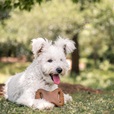 Benebone Dental Chew Bacon S - Akční nabídka