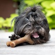 Benebone Stick Bacon S - Akční nabídka