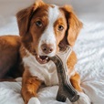 Benebone Maplestick M - Akční nabídka