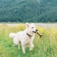 Benebone Maplestick L - Akční nabídka