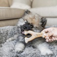 Benebone Puppy Dental Chew & Wishbone Bacon XS 2ks - Akční nabídka