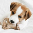 Benebone Puppy Dental Chew & Wishbone Bacon XS 2ks - Akční nabídka