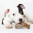 Benebone Puppy Dental Chew & Wishbone Bacon XS 2ks - Akční nabídka