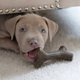 Benebone Puppy Maplestick & Zaggler Bacon XS 2 ks - Akční nabídka