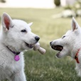 Benebone Puppy Maplestick & Zaggler Bacon XS 2 ks - Akční nabídka