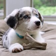 Benebone Puppy Wishbone Bacon S - Hračky pro psy