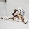 Benebone Puppy Wishbone Bacon M - Hračky pro psy