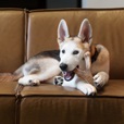 Benebone Puppy Wishbone Bacon M - Hračky pro psy