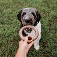 Benebone Ring Bacon L - Akční nabídka
