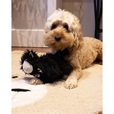 Rosewood Cupid and Comet Samuel Sheep - Hračky pro psy