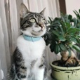 Nature's Protection Malt Paste for Cats 100 ml - Doplňky výživy, zubní péče