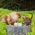 Nature's Protection Kitten Starter Mousse Chicken 200 g - Konzervy pro kočky