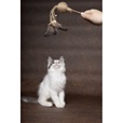 Flamingo Yutsa vábnička hnědá - Hračky pro kočky, catnip
