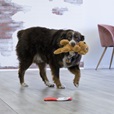 KONG Comfort Pups Goldie M - Hračky pro psy