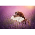 Ecopets Přírodní odčervení křemelina 400 g - Domácí lékárna
