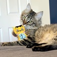 KONG Artz Dali/van Gogh - Hračky pro kočky, catnip