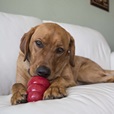KONG Snacks Peanut Butter S - Pamlsky pro psy