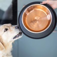 Quapas! protiskluzová miska 700 ml černá - Misky a příslušenství