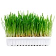 Duvoplus Cat Grass Kit 70 g - Doplňky výživy, zubní péče