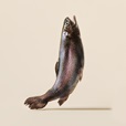 Carnilove Cat Trout Fillets in Gravy with Echinacea 85 g - Konzervy pro kočky