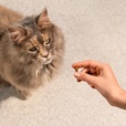 Carnilove Cat Soft Turkey with Catnip 50 g - Pamlsky pro kočky