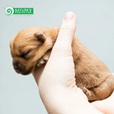 Nature's Protection Puppy Starter 2 kg - Granule pro psy