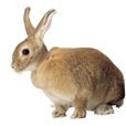 Buster límec pro králíky 5 cm - Domácí lékárna